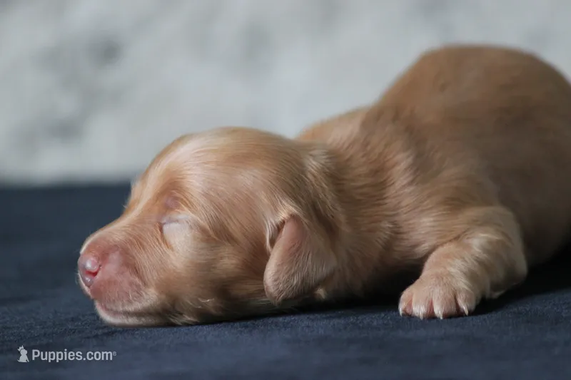 Delta – Miniature Dachshund puppy for sale in Canton, TX