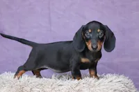 Gin, a female Miniature Dachshund for sale in Canton, TX – 9 of 10