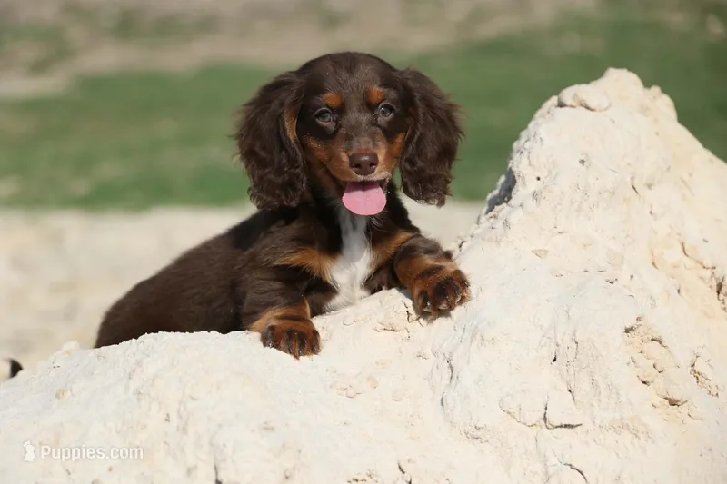 Leddie – Miniature Dachshund puppy for sale in Canton, TX