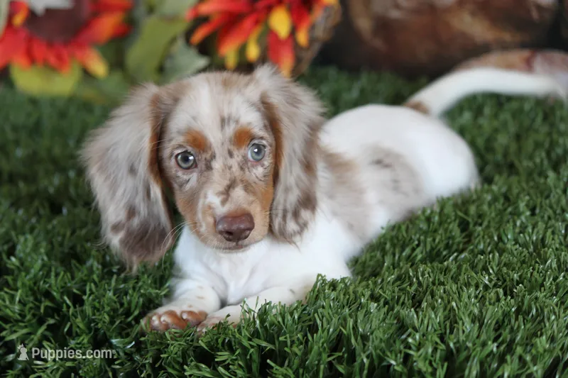 Turbo – Miniature Dachshund puppy for sale in Canton, TX