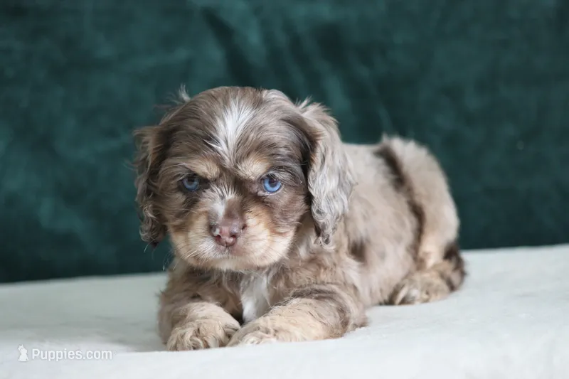 Chaz – Cocker Spaniel puppy for sale in Canton, TX