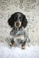 Zero, a male Miniature Dachshund for sale in Canton, TX – 7 of 7
