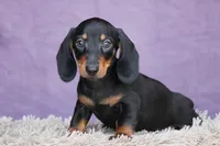 Gin, a female Miniature Dachshund for sale in Canton, TX – 8 of 10