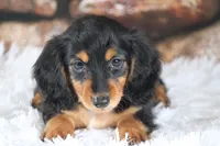 Nova, a female Miniature Dachshund for sale in Canton, TX – 2 of 10