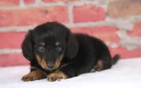 Nata, a female Miniature Dachshund for sale in Canton, TX – 3 of 9