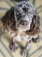 Pretzel , a male Cocker Spaniel for sale in Canton, TX – 1 of 2