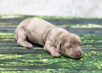 Jonas, a male Miniature Dachshund for sale in Canton, TX – 3 of 4