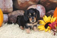 Glory, a female Miniature Dachshund for sale in Canton, TX – 2 of 6