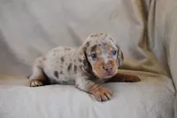Tequila , a male Miniature Dachshund for sale in Canton, TX – 8 of 10