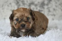 Buster, a male Havanese for sale in Canton, TX – 3 of 3