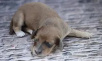 Nero, a male Miniature Dachshund for sale in Canton, TX – 4 of 6