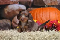 LaVita , a female Miniature Dachshund for sale in Canton, TX – 8 of 9