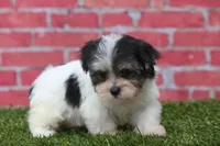 Flint, a male Havanese for sale in Canton, TX – 6 of 9