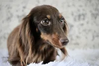 Bravo, a male Miniature Dachshund for sale in Canton, TX – 6 of 7