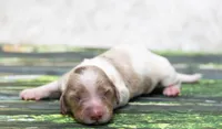 Jett, a male Miniature Dachshund for sale in Canton, TX – 3 of 6