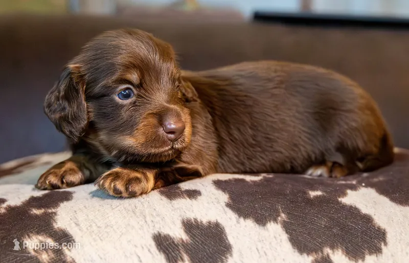 Triumph  – Miniature Dachshund puppy for sale in Canton, TX
