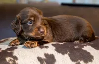 Triumph , a female Miniature Dachshund for sale in Canton, TX – 1 of 5
