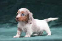 Jett, a male Miniature Dachshund for sale in Canton, TX – 2 of 10