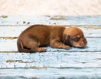 Malachi, a male Miniature Dachshund for sale in Canton, TX – 3 of 3