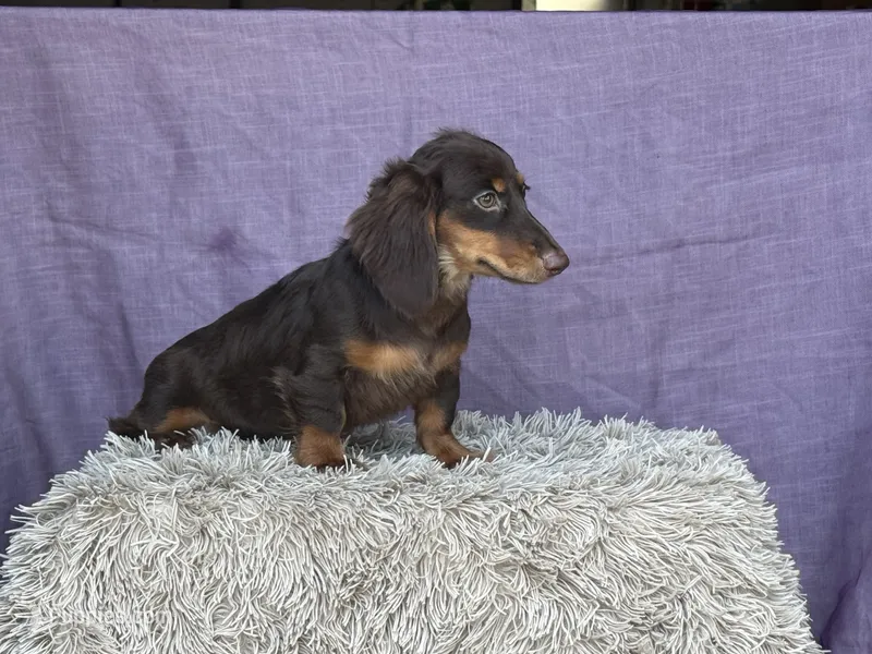 Tandy – Miniature Dachshund puppy for sale in Canton, TX
