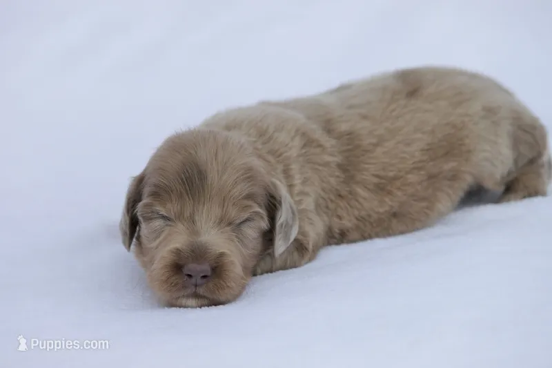 Journee – Miniature Dachshund puppy for sale in Canton, TX
