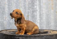 Gus, a male Miniature Dachshund for sale in Canton, TX – 2 of 7