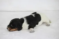 Todo, a male Miniature Dachshund for sale in Canton, TX – 4 of 4