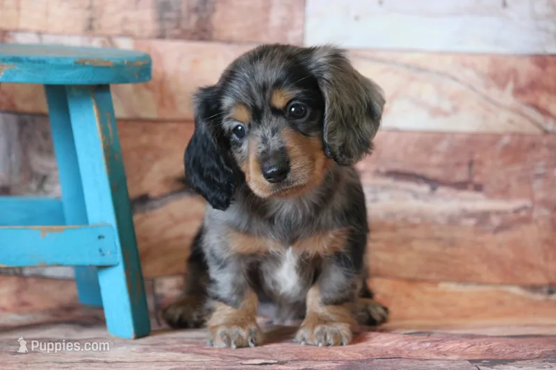Whistle  – Miniature Dachshund puppy for sale in Canton, TX