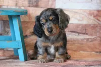 Whistle , a female Miniature Dachshund for sale in Canton, TX – 1 of 5
