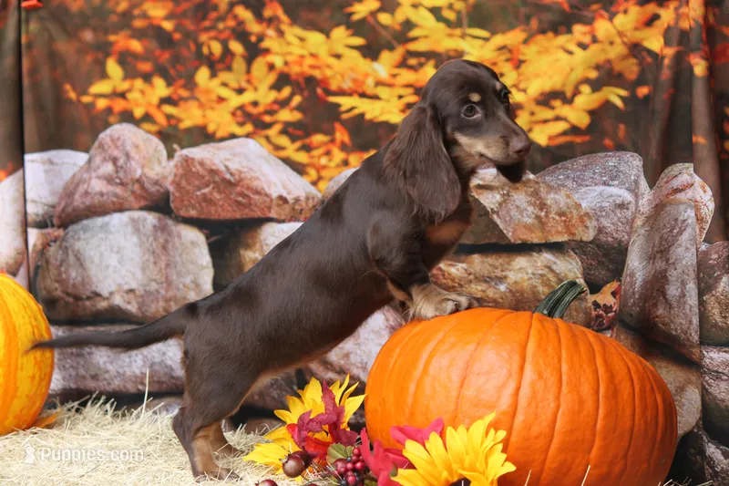 Tesla – Miniature Dachshund puppy for sale in Canton, TX