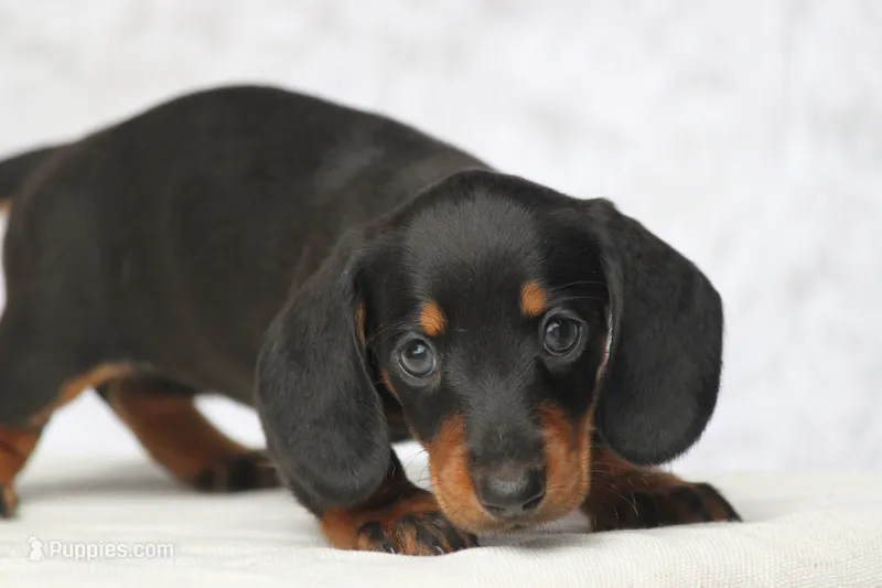 Gin – Miniature Dachshund puppy for sale in Canton, TX