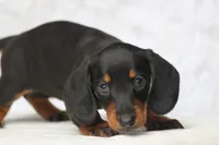 Gin, a female Miniature Dachshund for sale in Canton, TX – 1 of 4