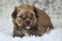 Buster, a male Havanese for sale in Canton, TX – 2 of 3