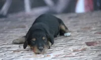 Nova, a female Miniature Dachshund for sale in Canton, TX – 3 of 3