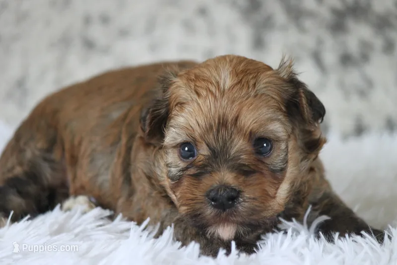 Buster – Havanese puppy for sale in Canton, TX