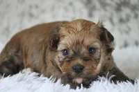 Buster, a male Havanese for sale in Canton, TX – 1 of 3