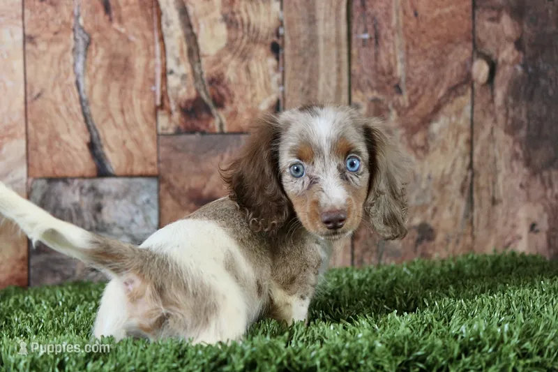Jett – Miniature Dachshund puppy for sale in Canton, TX