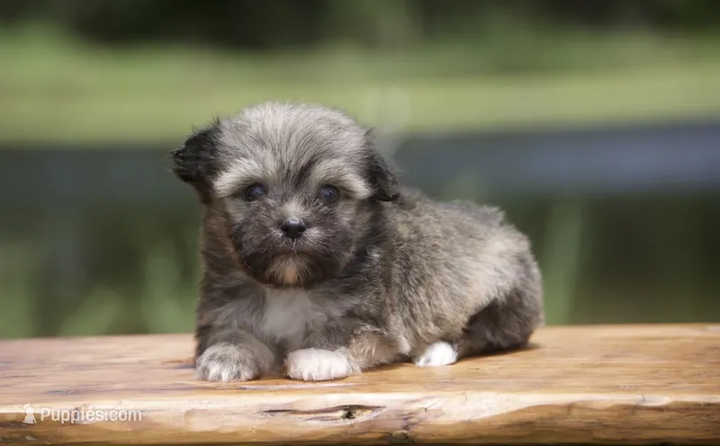 Franco – Havanese puppy for sale in Canton, TX