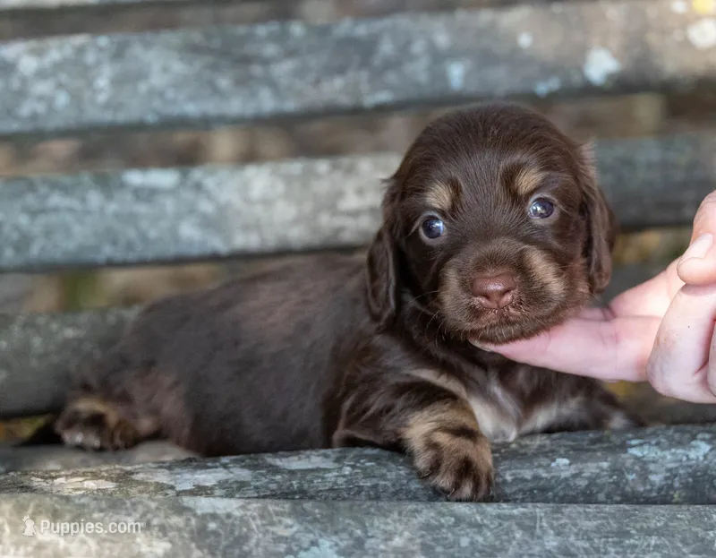 Tesla, a female Miniature Dachshund for sale in Canton, TX – 1 of 6