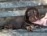 Tesla, a female Miniature Dachshund for sale in Canton, TX – 1 of 6