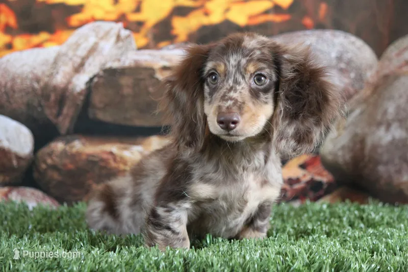 Torque – Miniature Dachshund puppy for sale in Canton, TX