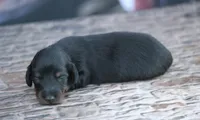 Nata, a female Miniature Dachshund for sale in Canton, TX – 2 of 5