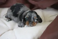 Zero, a male Miniature Dachshund for sale in Canton, TX – 5 of 7