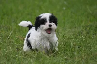 Blossom, a female Poodle - Toy  and Havapoo for sale in Canton, TX – 2 of 5