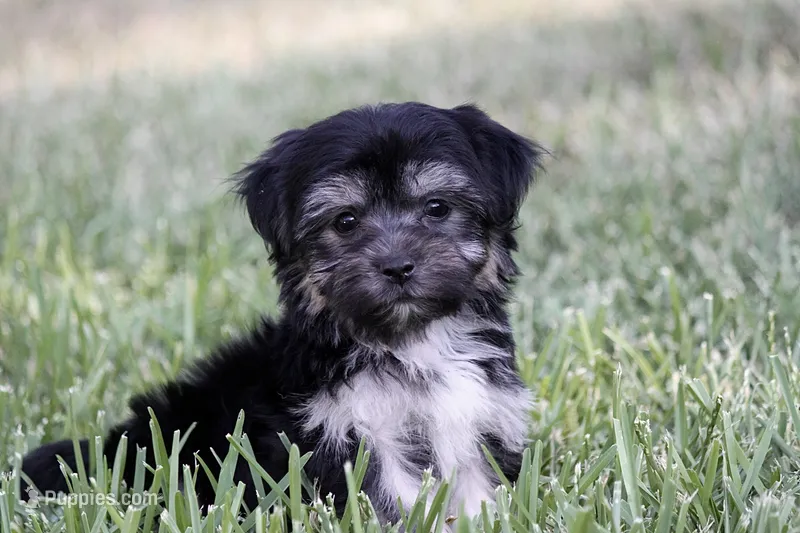 Finlo  – Havanese puppy for sale in Canton, TX
