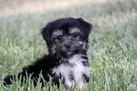 Finlo , a male Havanese for sale in Canton, TX – 1 of 9