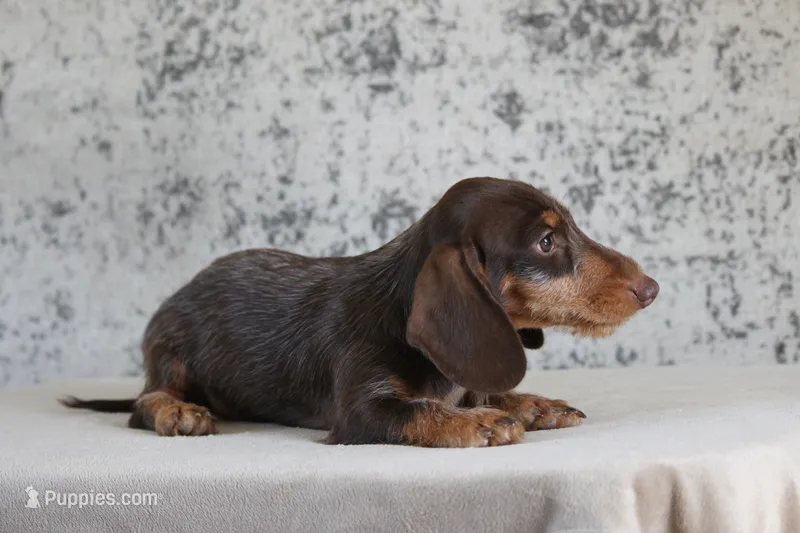 Loman – Miniature Dachshund puppy for sale in Canton, TX