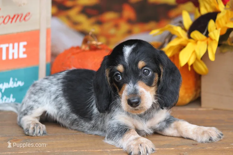 Gibson – Miniature Dachshund puppy for sale in Canton, TX