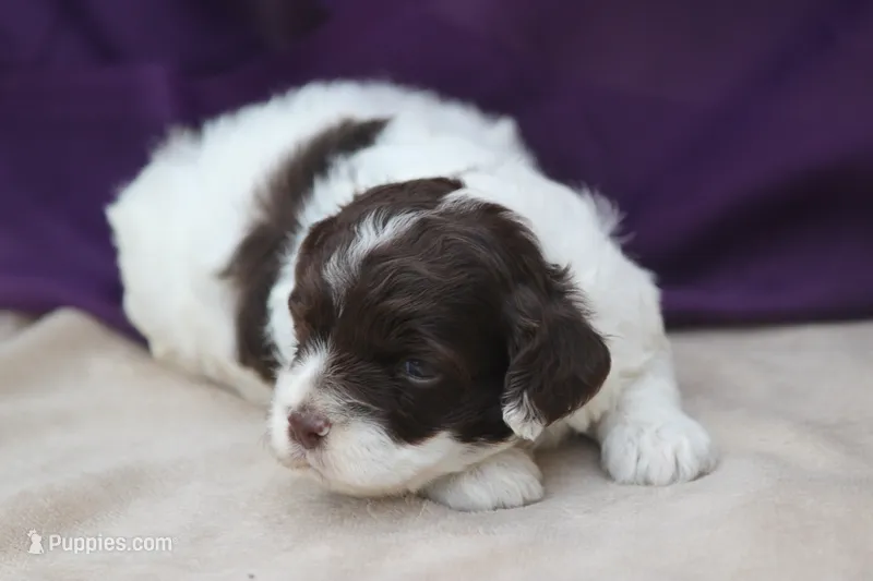 Hexa  – Cockapoo puppy for sale in Canton, TX