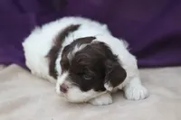 Hexa , a female Cockapoo for sale in Canton, TX – 1 of 4